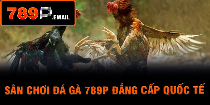Sân chơi đá gà 789p đẳng cấp quốc tế